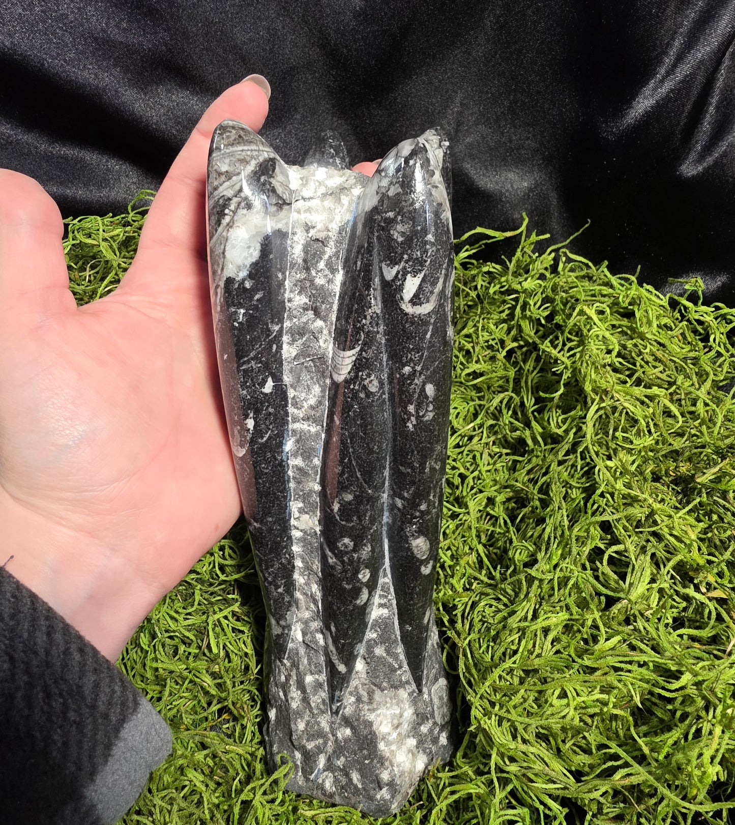 Orthoceras Fossil