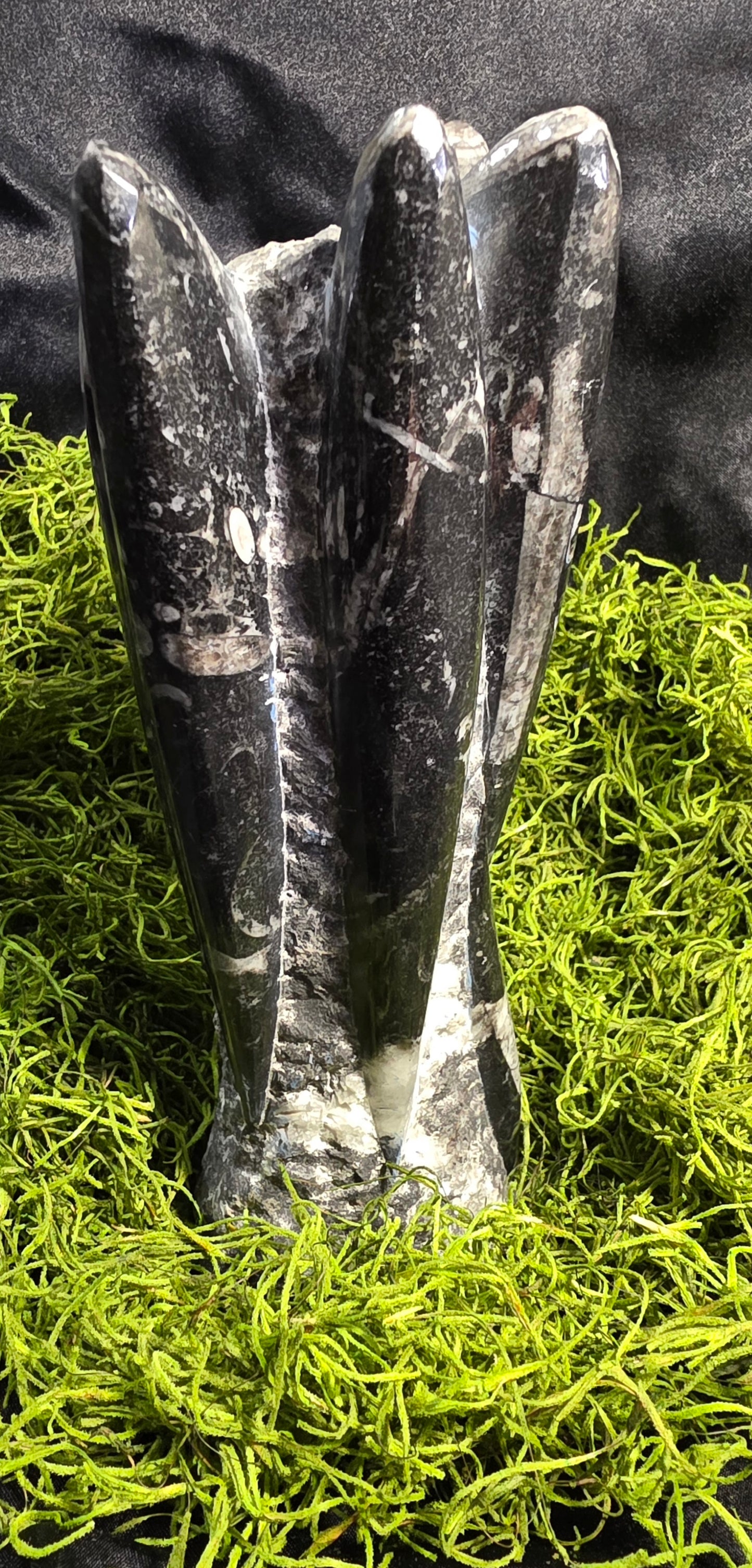 Orthoceras Fossil